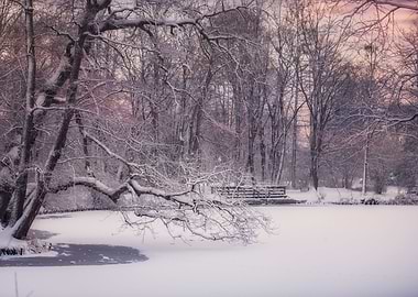 Winter lake in the park