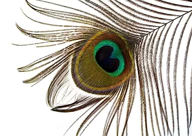 Peacock feather