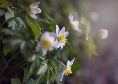 Spring white anemone