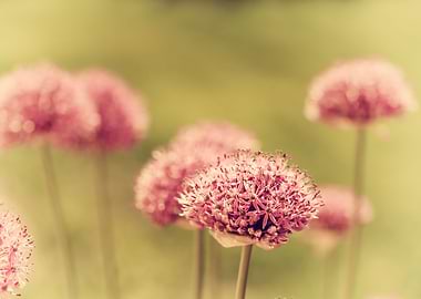 Decorative blooming garlic
