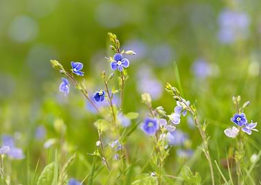 Spring meadow, blue flower