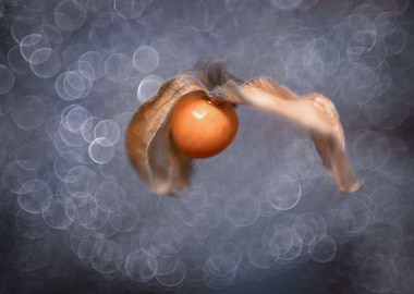 Dried orange fruit,nature