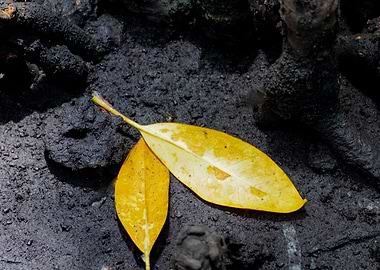 Yellow leaves in the bush