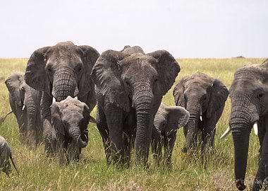 Herd of Elephants