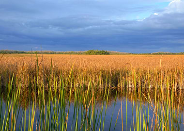 Florida Everglades