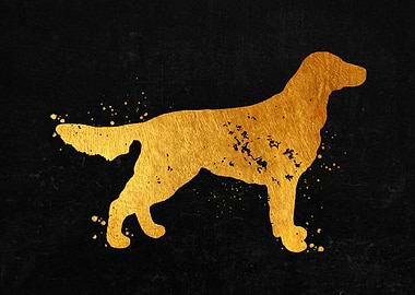 Flat Coated Retriever