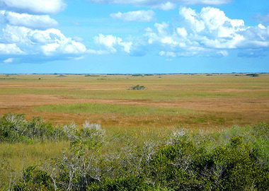 Shark Valley Everglades