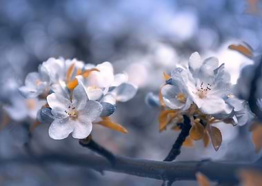 Spring garden,macro flower