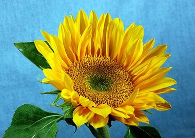 Yellow Sunflower