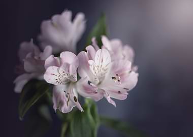 Pink flower, macro, garden