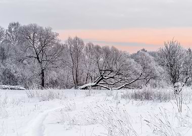 Winter snowy landscape