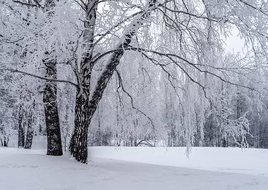 Winter snowy landscape
