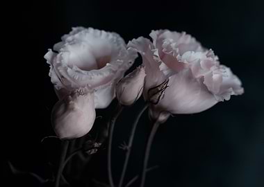 Pink flower, macro, garden