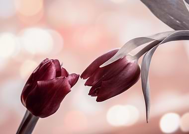 Red tulips, garden, macro