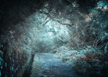 Forest, Madeira, Portugal