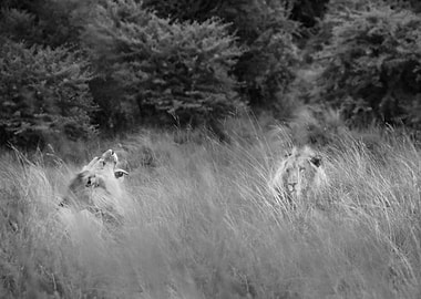 Lions in Black and White