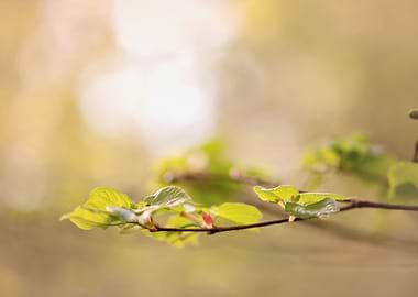 Spring green trees,leaves