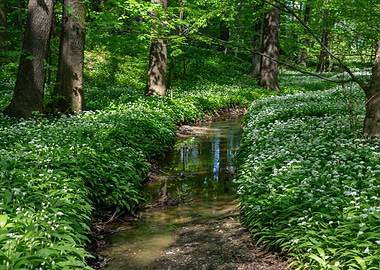 Spring forest, tree, river