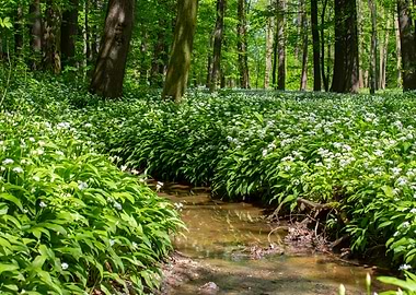 Spring forest, tree, river