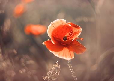 Red field poppy in meadow