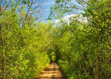 Path in the Yucatan Farms