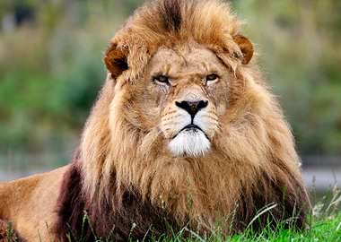 LION WILD LIFE