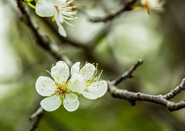 Sakura Flowers