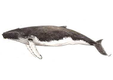 Humpback whale Megaptera