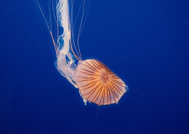Sea Nettle Jellyfish