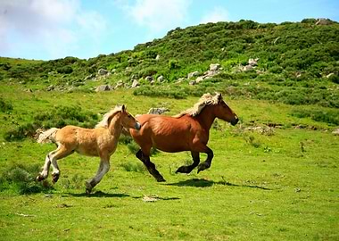 HORSES IN THE MOUNTAIN