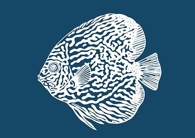 Discus Fish Ink Drawing