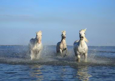 HORSES IN THE SEA