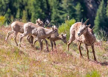 BABY GOATS AND THEIR MOM