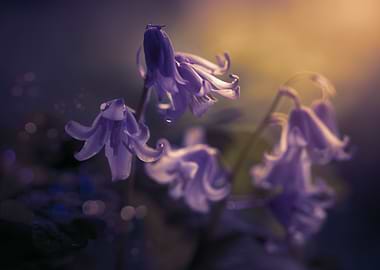 Purple macro flower,garden
