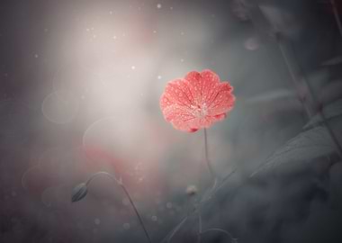 Red flowers, garden, macro
