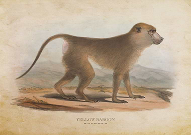 Yellow Baboon
