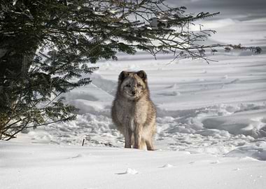 Arctic Fox
