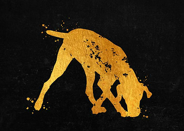 Hungarian Vizsla Dog