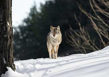 Coyote