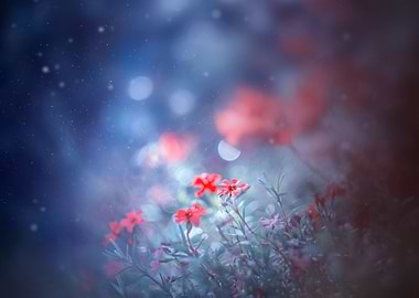 Red flowers, garden, macro