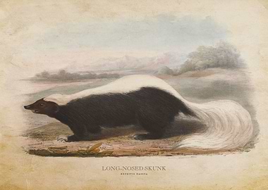 Long Nosed Skunk