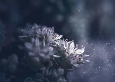 White flowers in garden