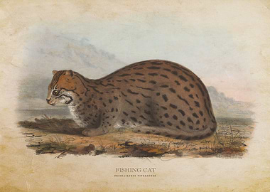 Fishing cat