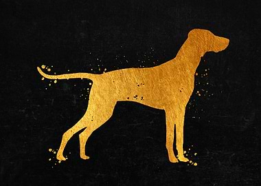 Hungarian Vizsla Dog