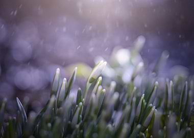 White flowers in forest