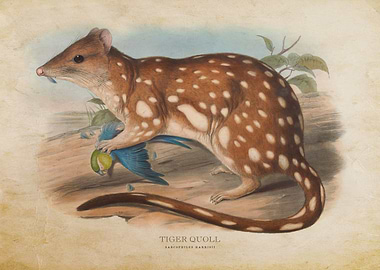Tiger Quoll