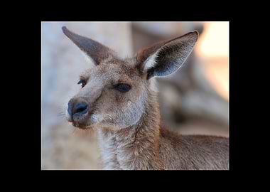 Kangaroo