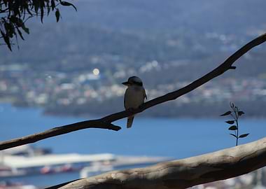 Kookaburra in a Gum tree