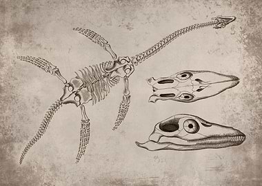Plesiosaurus Fossil