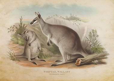 Whiptail Wallaby